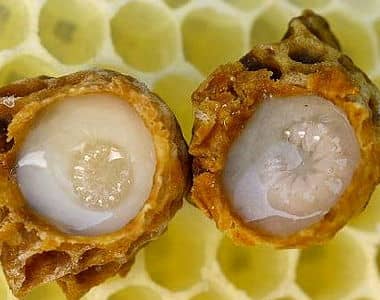 Queen bee larvae floating on royal jelly