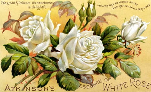 Atkinsons White Rose