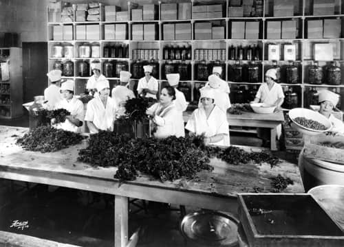 Processing parsley in the Long Island factory