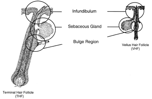 Hair follicle crossection