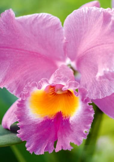 Cattelya orchid flower