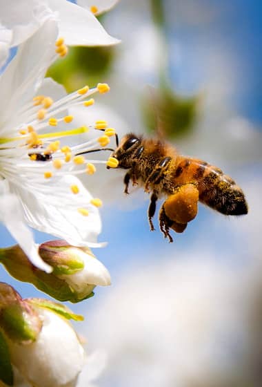 Honey bee collecting pollen and nectar
