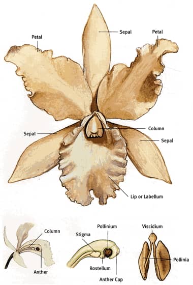 The structure of a Cattelya orchid