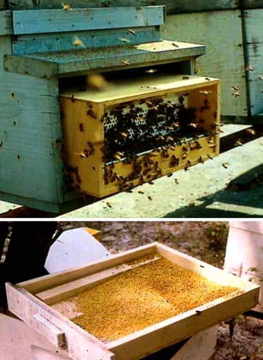 Pollen trap