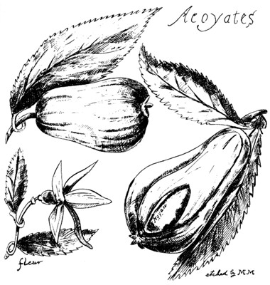 Drawing of acoyates